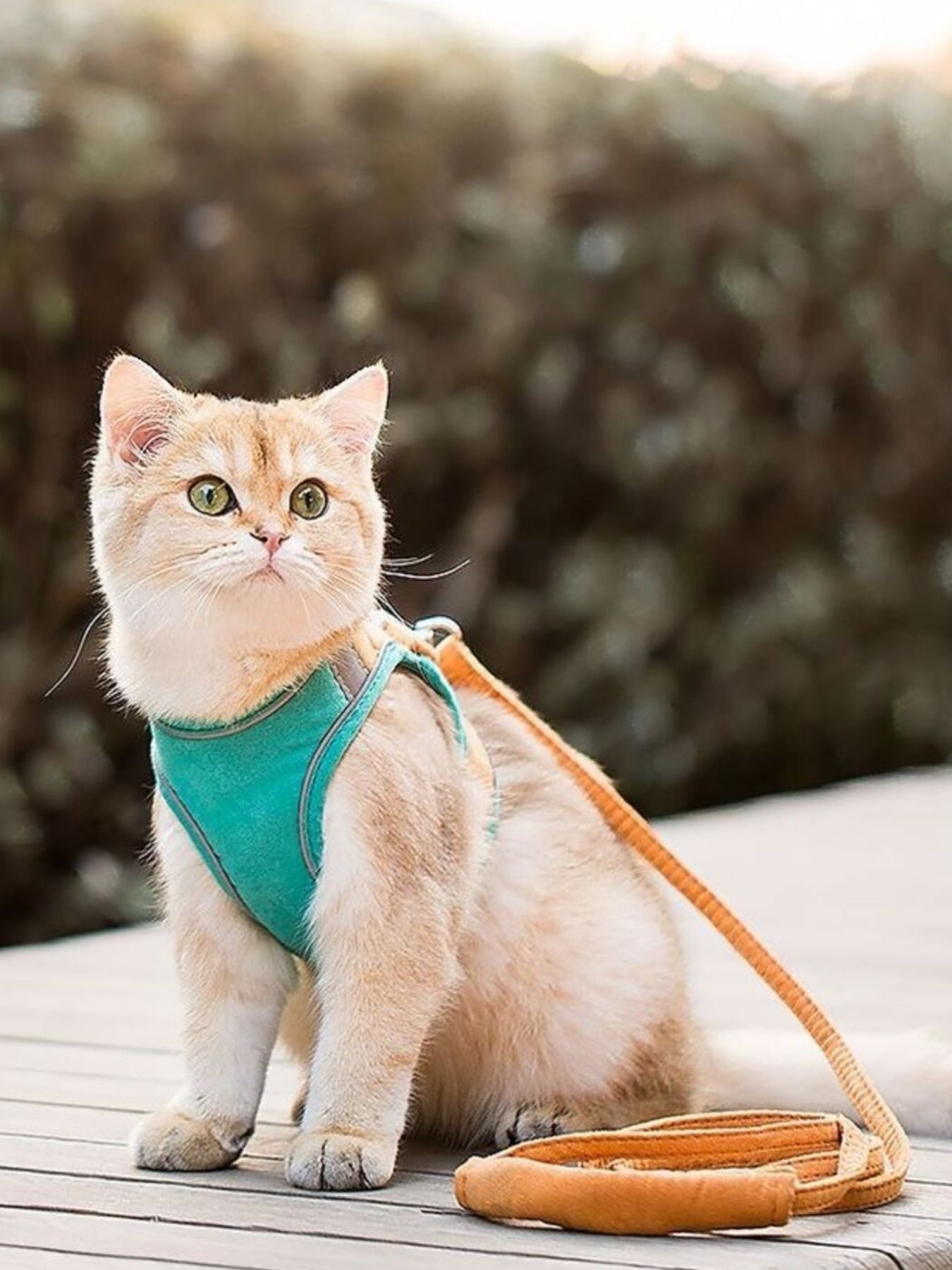 Cat Harness, Leash & Collar