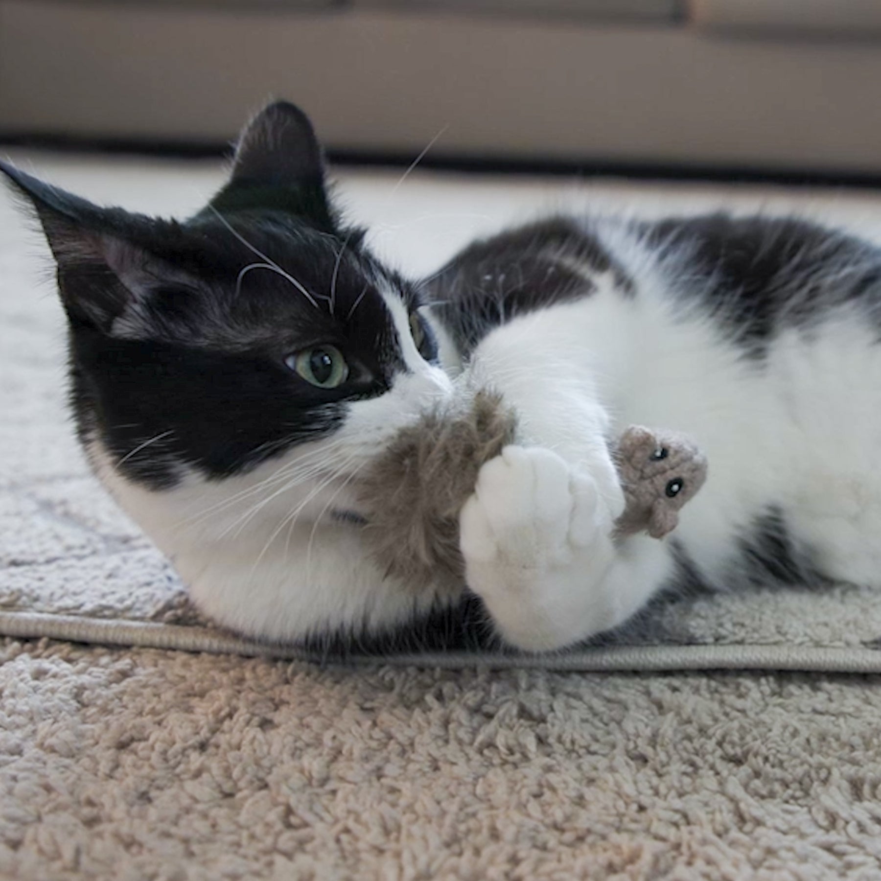 Cat Toys