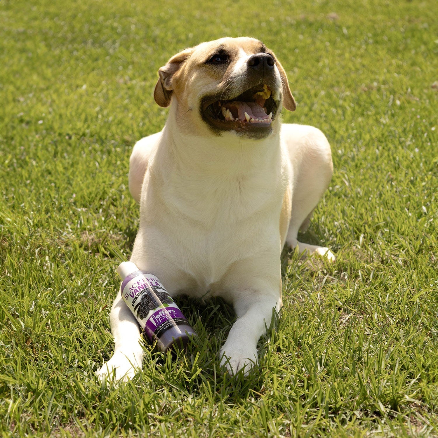 Bathing & Grooming Dogs