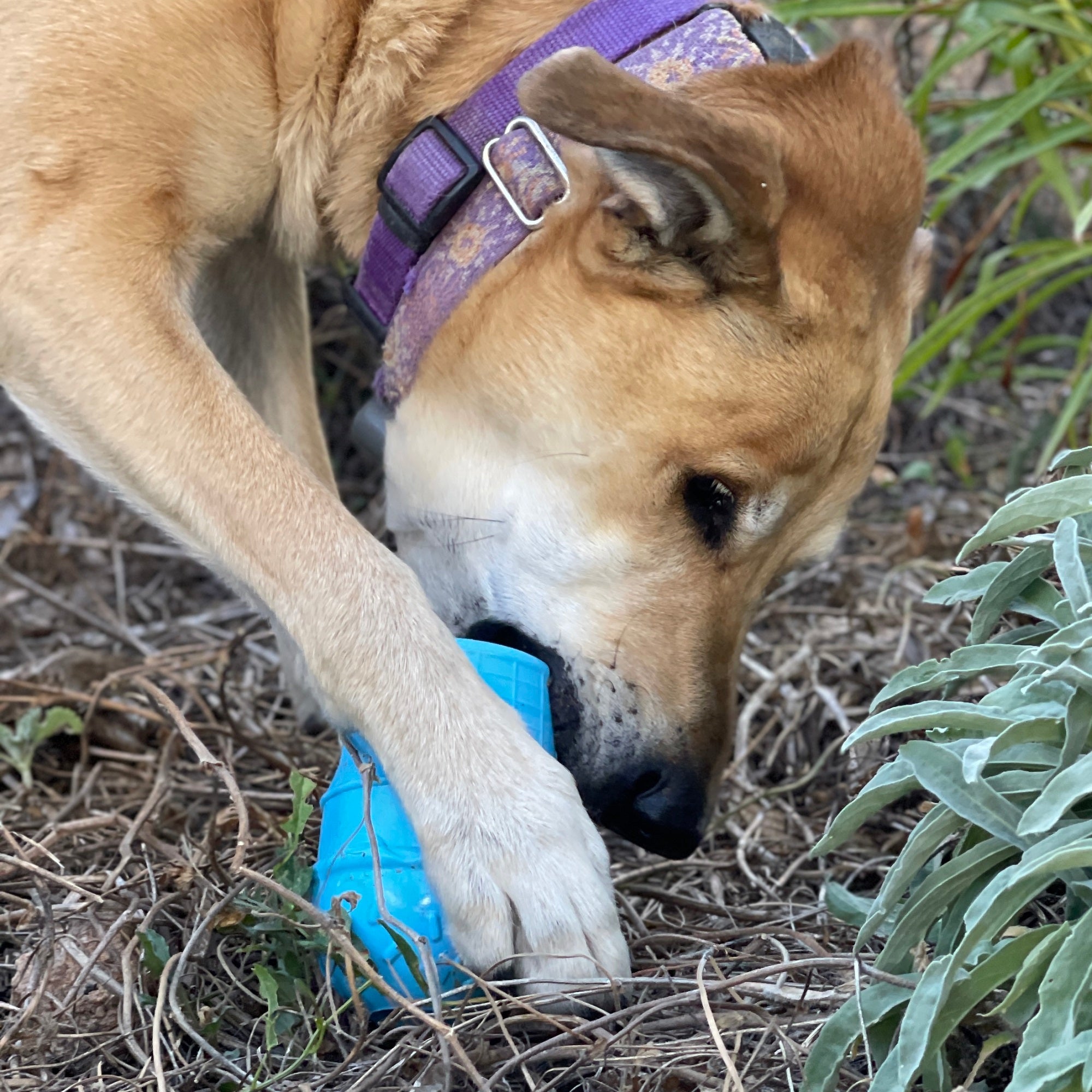 Ice Cream Cone Rubber Chew for Power Chewers | American made