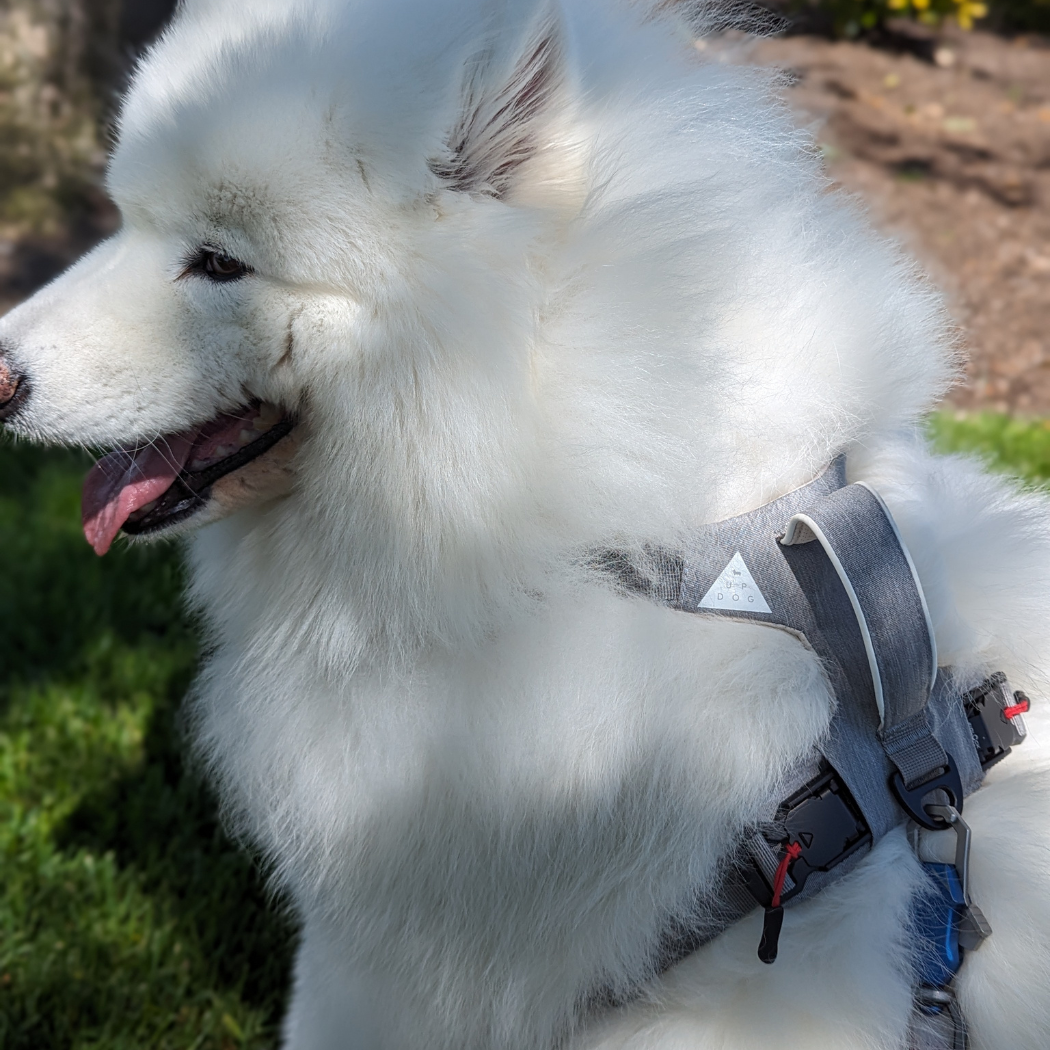 Magnetic Dog Harness - No-Pull Design