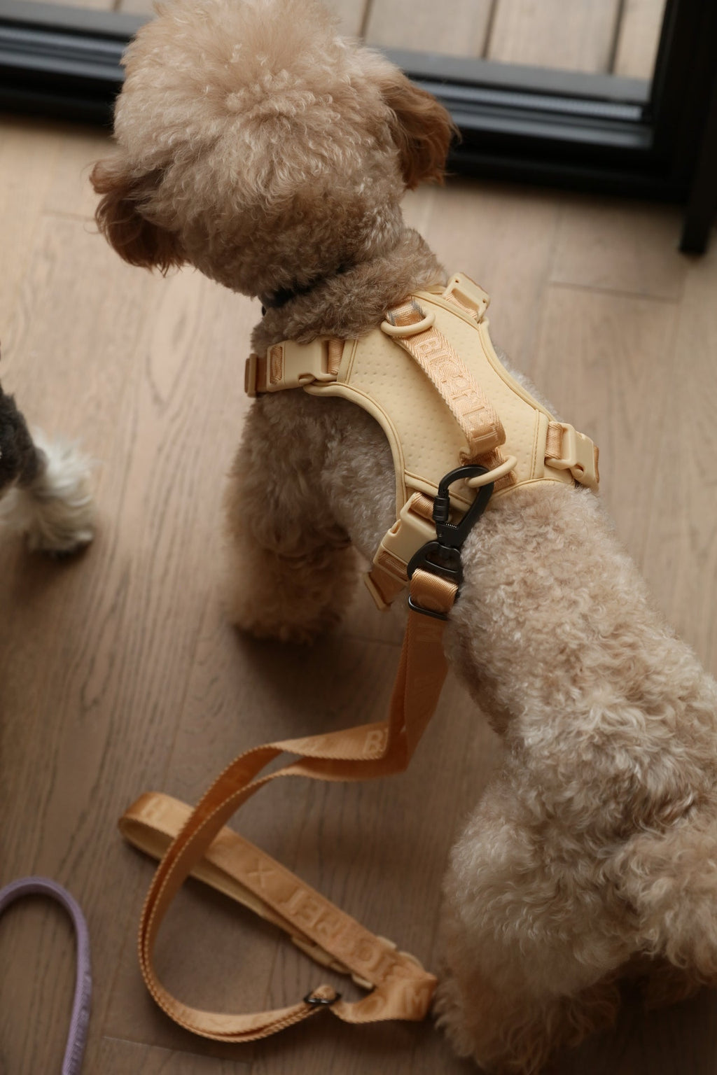 No pull active pet harness - APRICOT