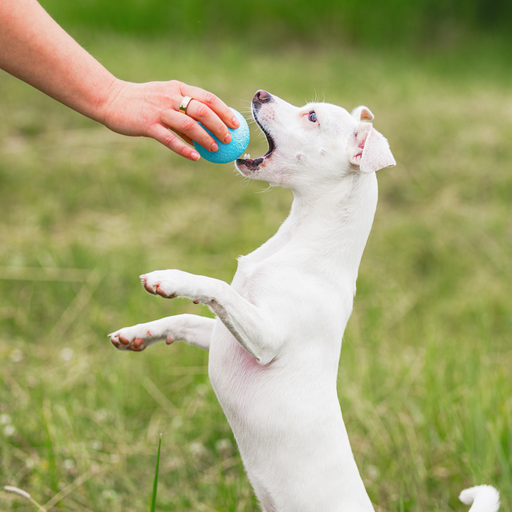 Boundr Dog Ball | Bouncy Fetch & Chew Toy for Active Dogs – West Paw