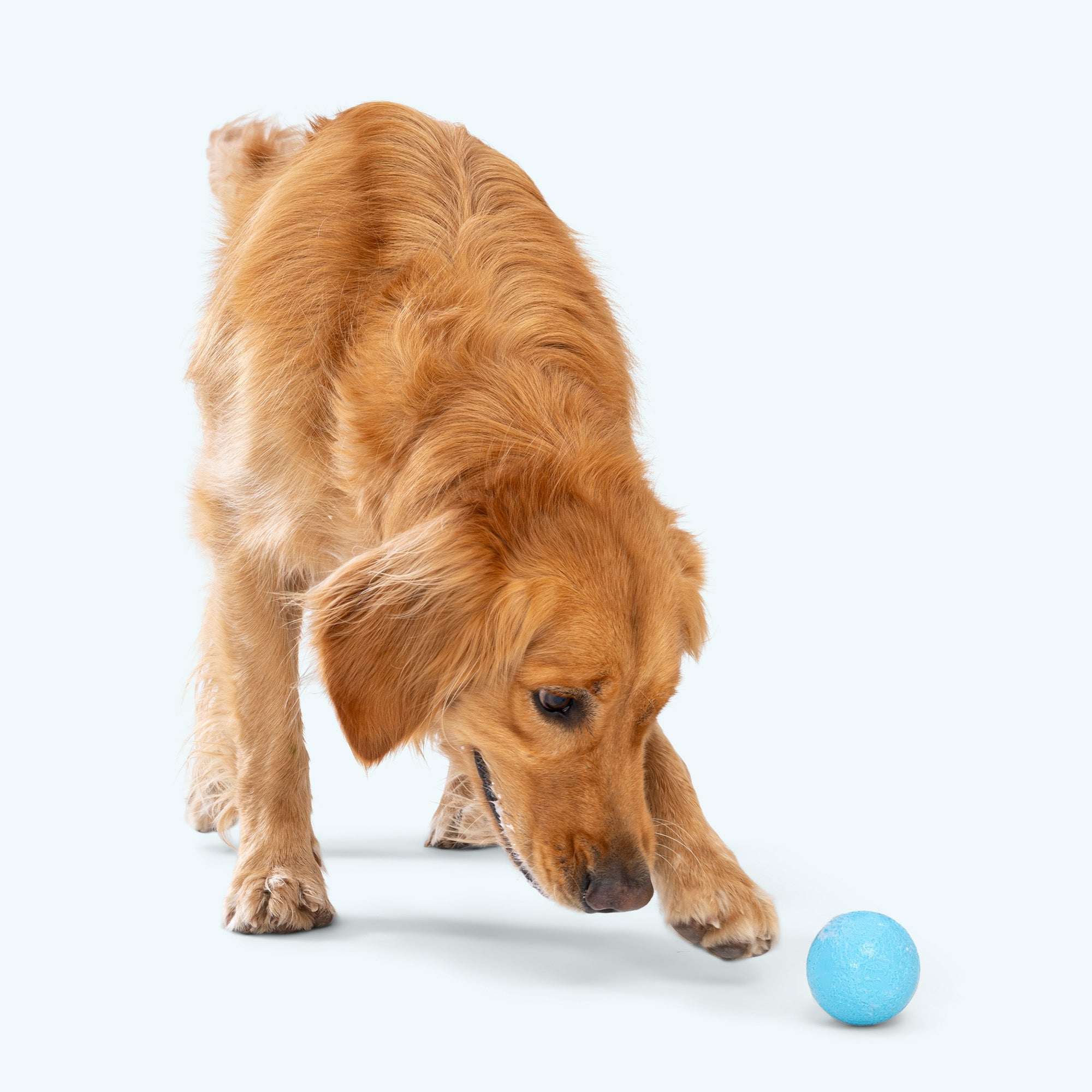Boundr Dog Ball | Bouncy Fetch & Chew Toy for Active Dogs – West Paw