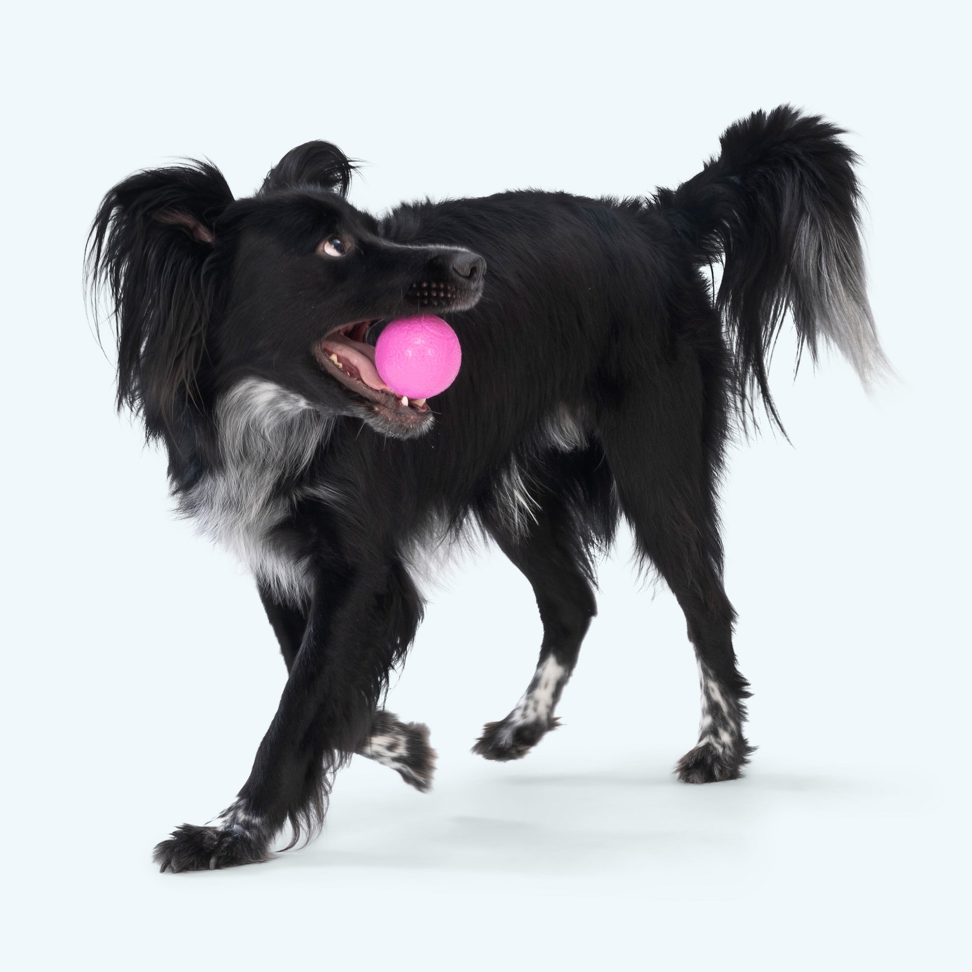 Boundr Dog Ball | Bouncy Fetch & Chew Toy for Active Dogs – West Paw