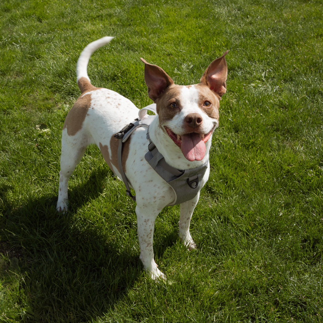 Magnetic Dog Harness - No-Pull Design