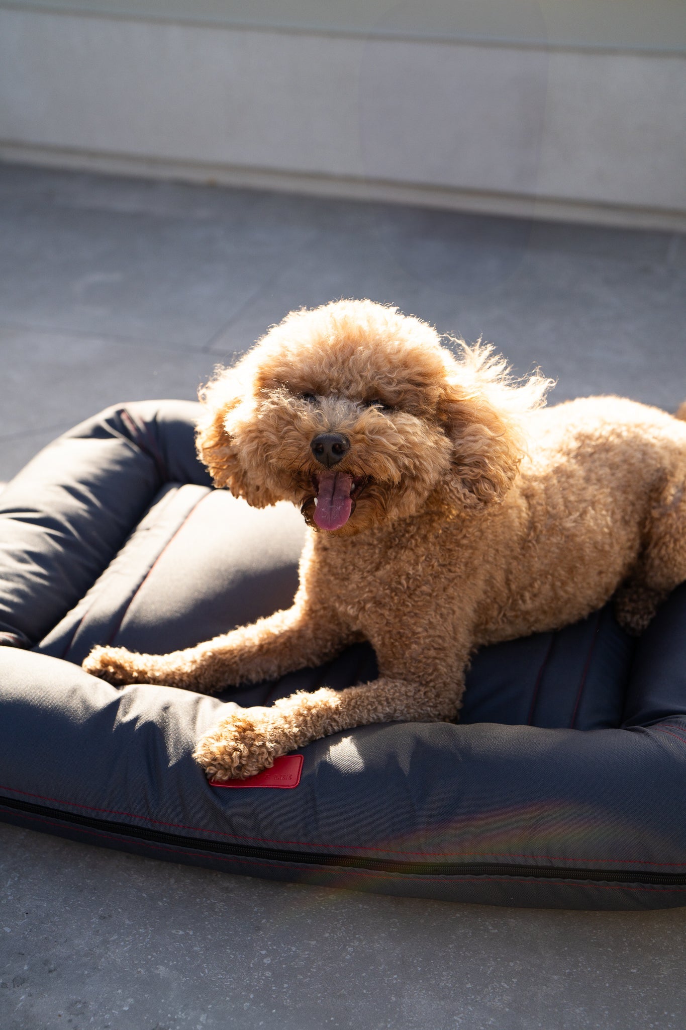 Chester & Lee | Waterproof Lounger Pet Bed in Gray