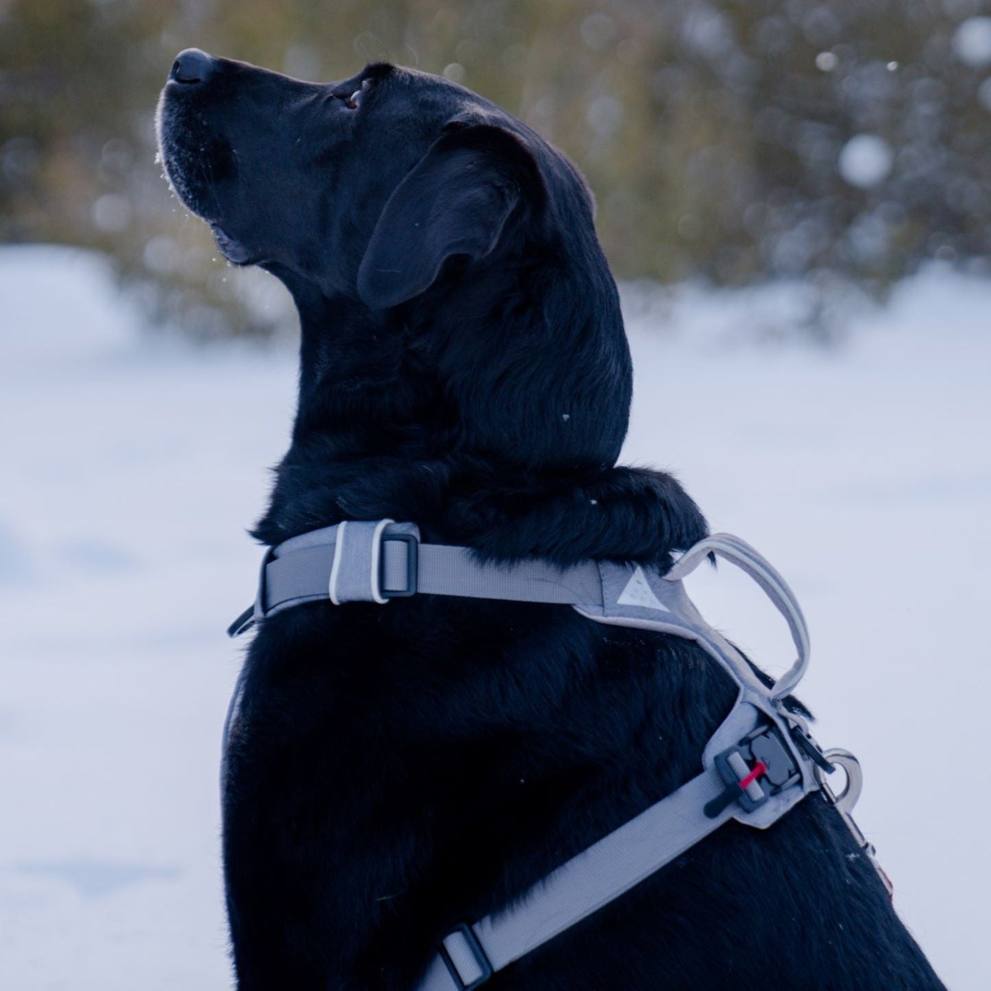 Magnetic Dog Harness - No-Pull Design