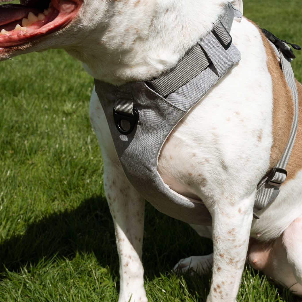 Magnetic Dog Harness - No-Pull Design