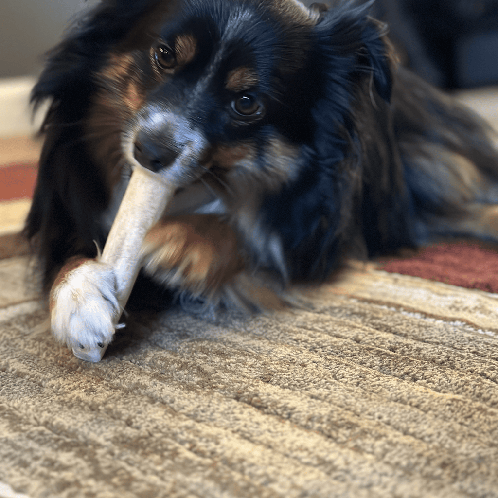 Elk Antler Dog Chews | All-Natural Whole and Split Elk Antler Chews | American sourced
