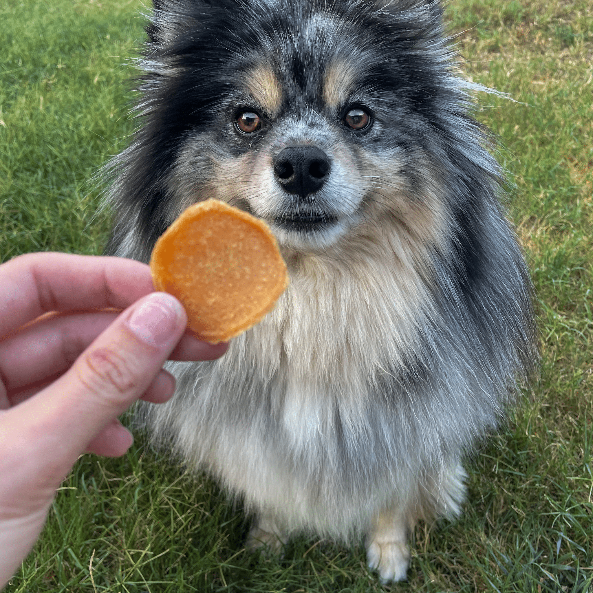 Chicago Chicken Chips for Dogs | Dog Treats