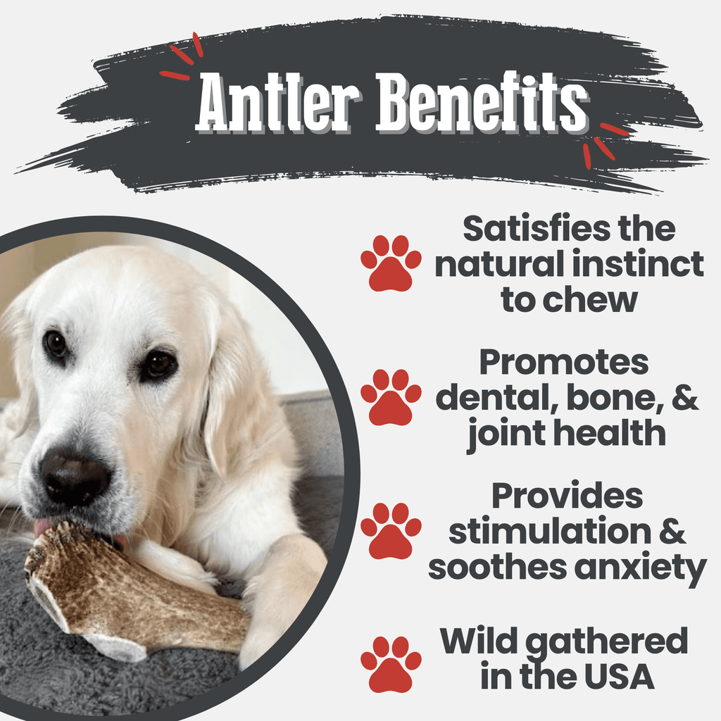 Elk Antler Dog Chews | All-Natural Whole and Split Elk Antler Chews | American sourced