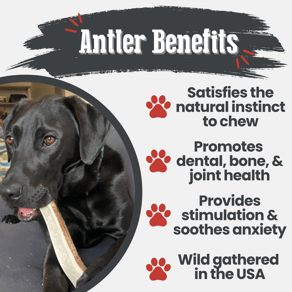 Elk Antler Dog Chews | All-Natural Whole and Split Elk Antler Chews | American sourced