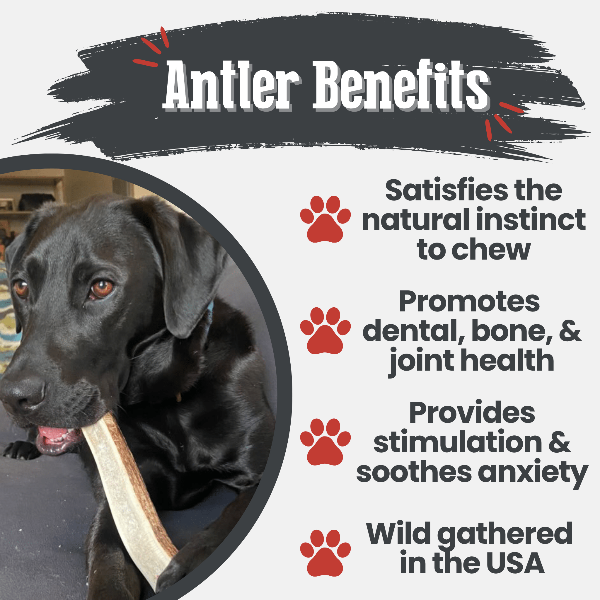 Elk Antler Dog Chews | All-Natural Whole and Split Elk Antler Chews | American sourced