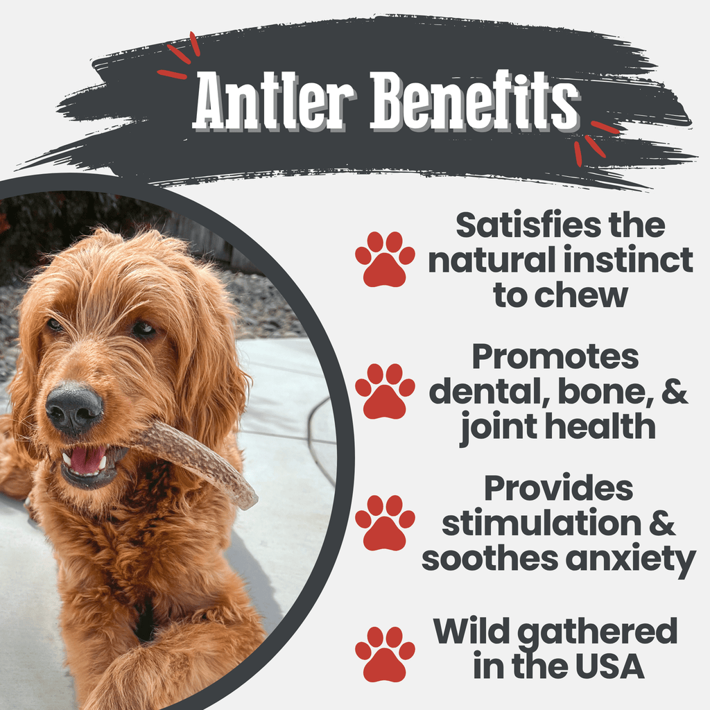 Elk Antler Dog Chews | All-Natural Whole and Split Elk Antler Chews | American sourced