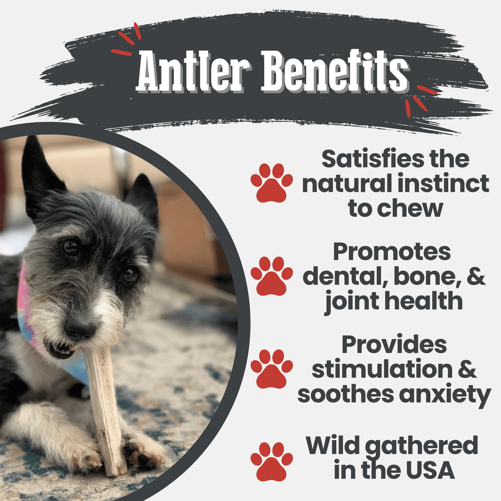 Elk Antler Dog Chews | All-Natural Whole and Split Elk Antler Chews | American sourced