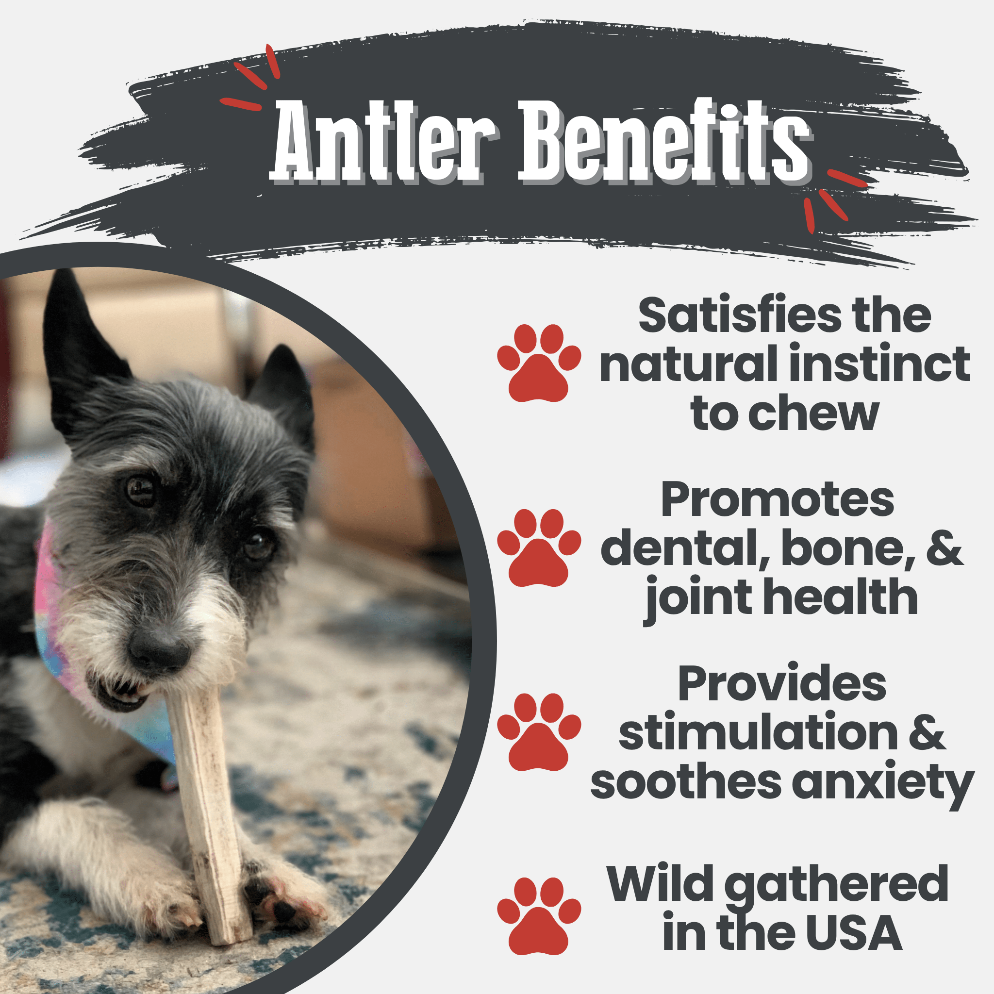 Elk Antler Dog Chews | All-Natural Whole and Split Elk Antler Chews | American sourced