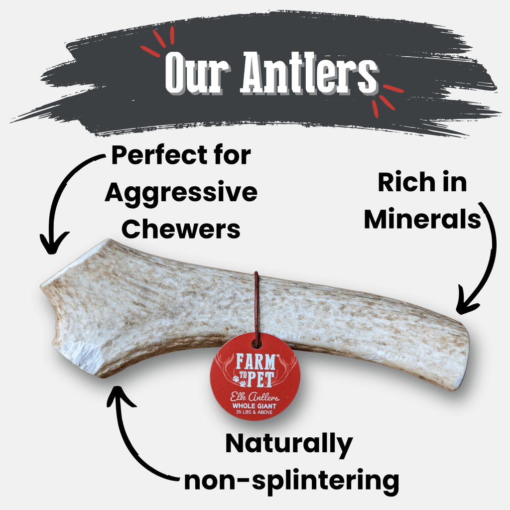 Elk Antler Dog Chews | All-Natural Whole and Split Elk Antler Chews | American sourced