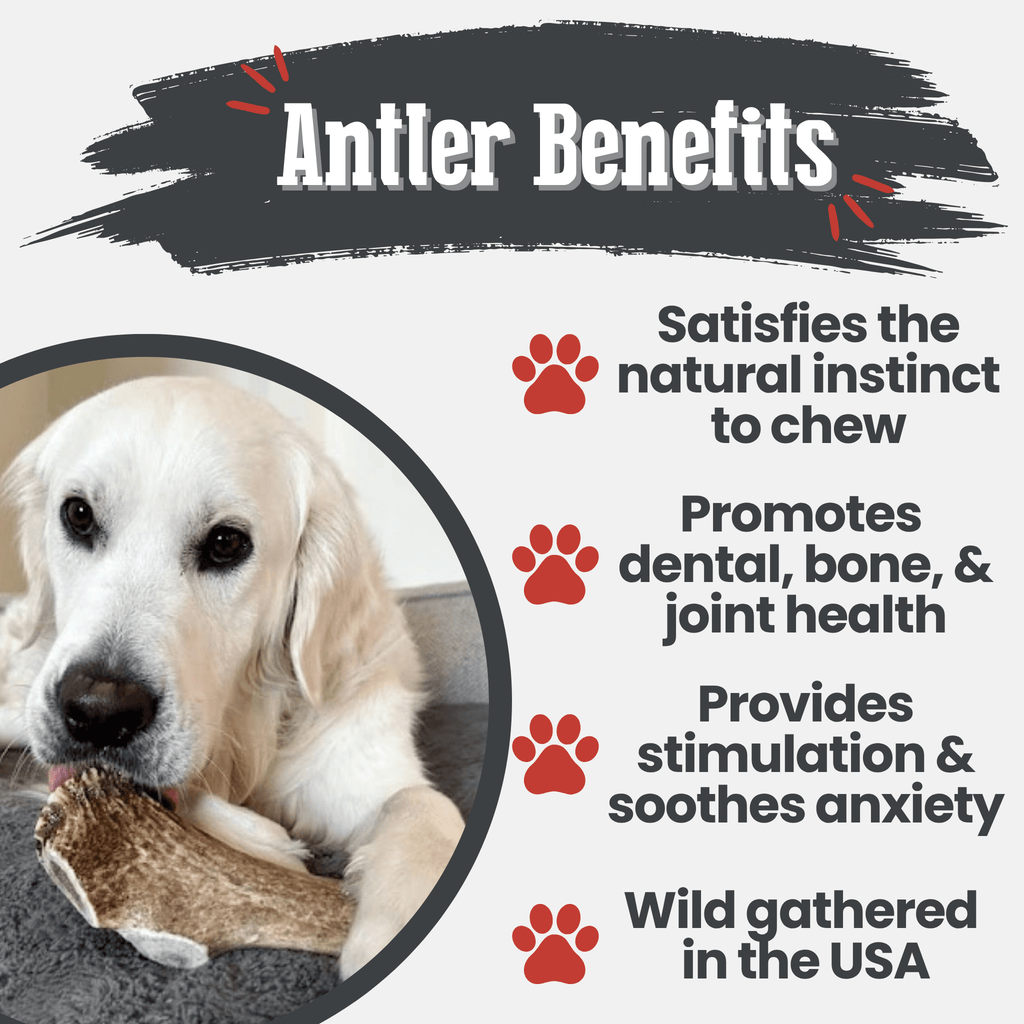 Elk Antler Dog Chews | All-Natural Whole and Split Elk Antler Chews | American sourced
