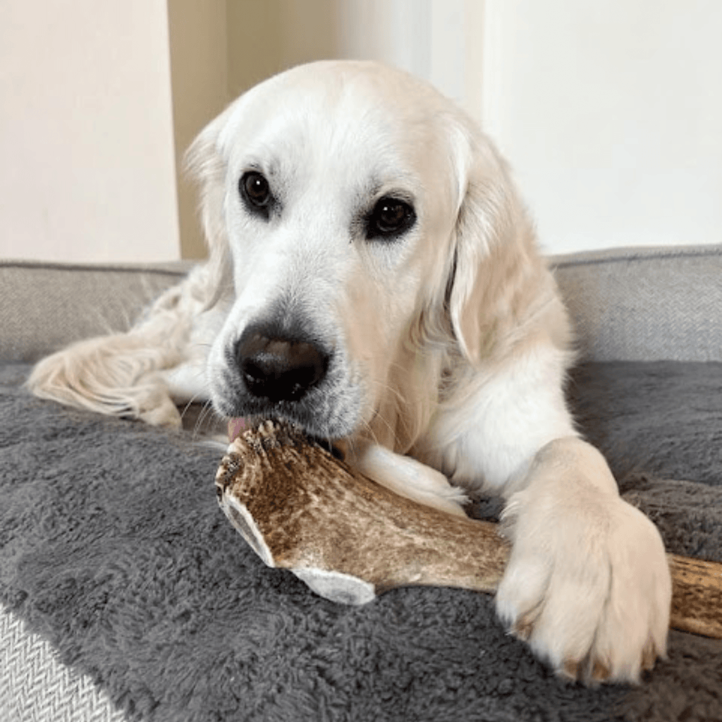 Elk Antler Dog Chews | All-Natural Whole and Split Elk Antler Chews | American sourced