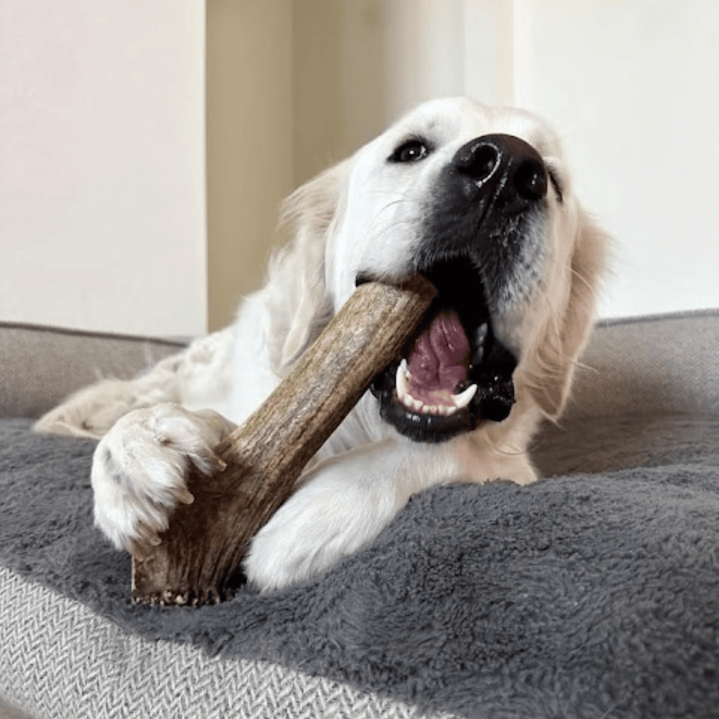 Elk Antler Dog Chews | All-Natural Whole and Split Elk Antler Chews | American sourced