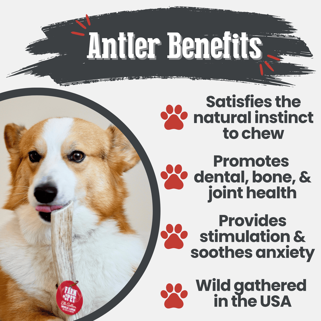 Elk Antler Dog Chews | All-Natural Whole and Split Elk Antler Chews | American sourced