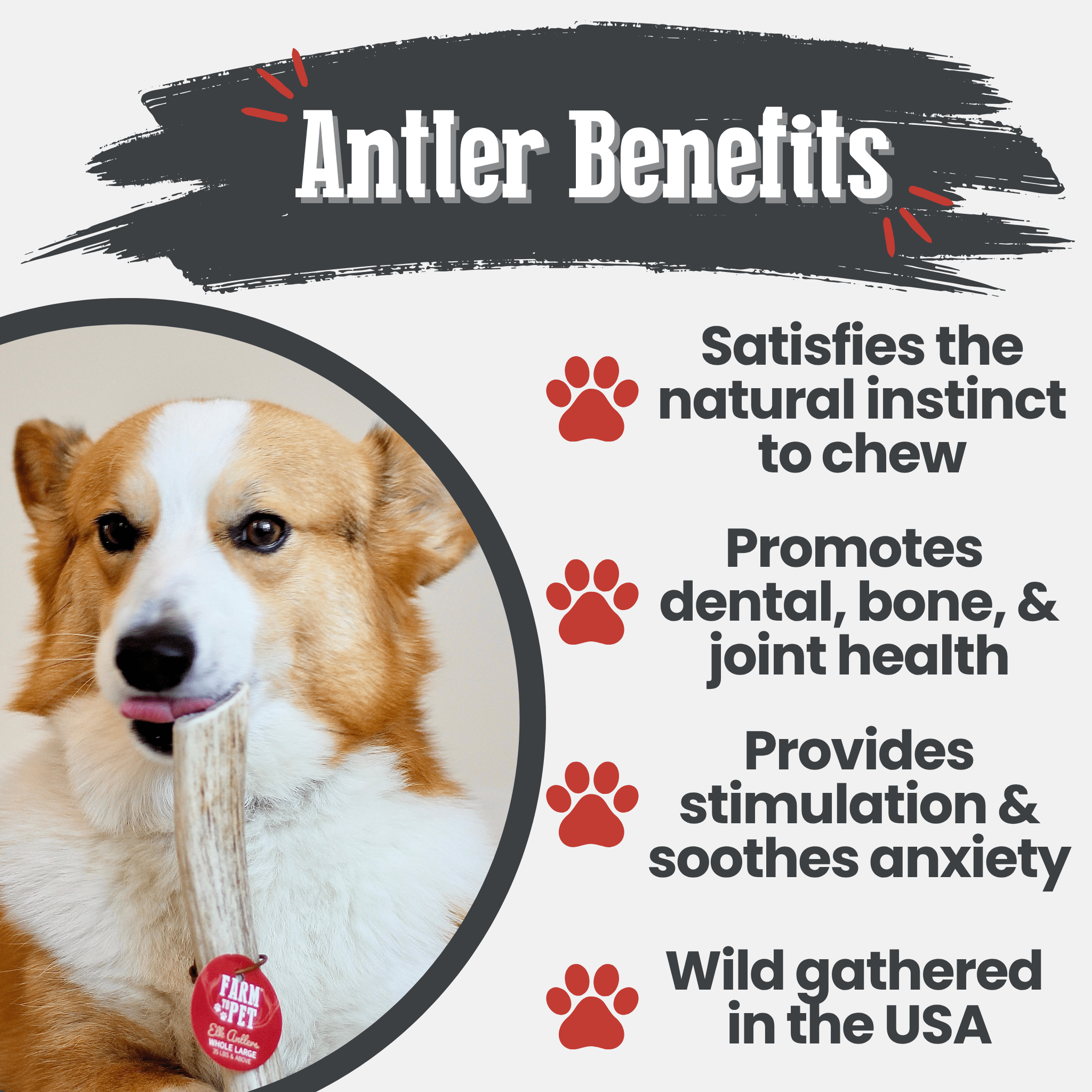Elk Antler Dog Chews | All-Natural Whole and Split Elk Antler Chews | American sourced