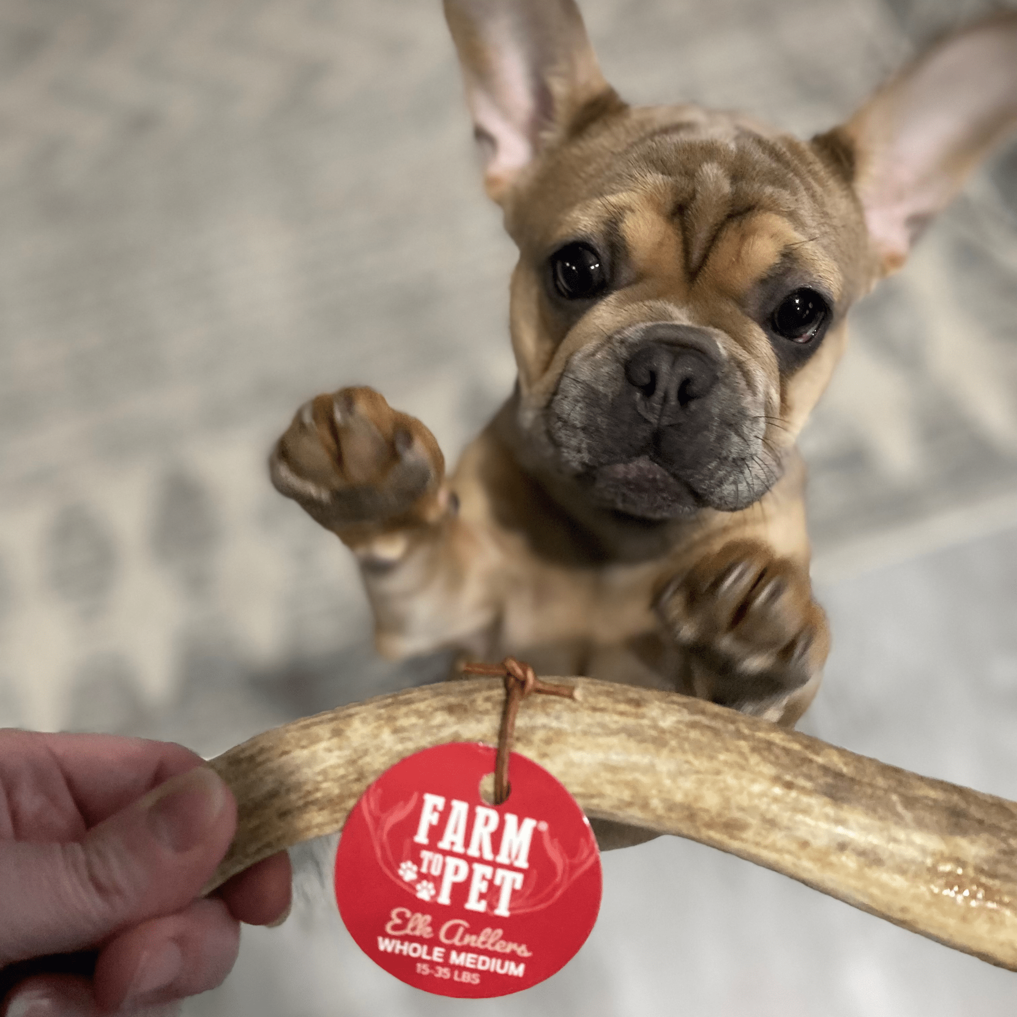 Elk Antler Dog Chews | All-Natural Whole and Split Elk Antler Chews | American sourced