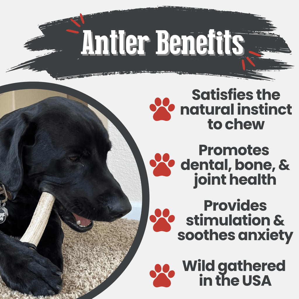 Elk Antler Dog Chews | All-Natural Whole and Split Elk Antler Chews | American sourced