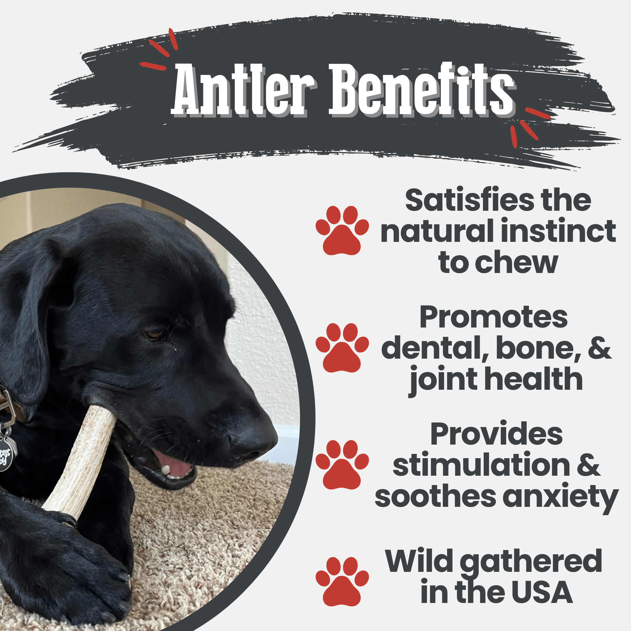 Elk Antler Dog Chews | All-Natural Whole and Split Elk Antler Chews | American sourced