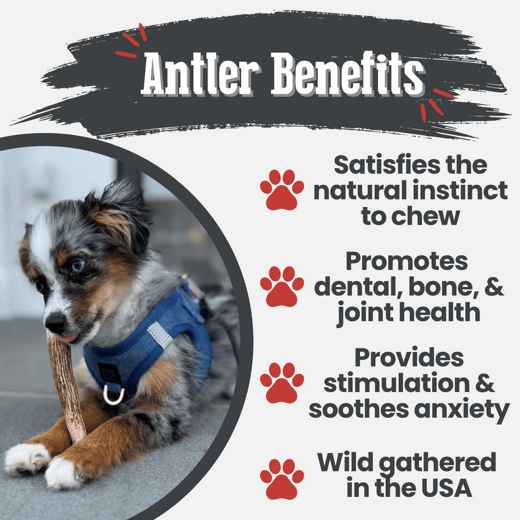 Elk Antler Dog Chews | All-Natural Whole and Split Elk Antler Chews | American sourced