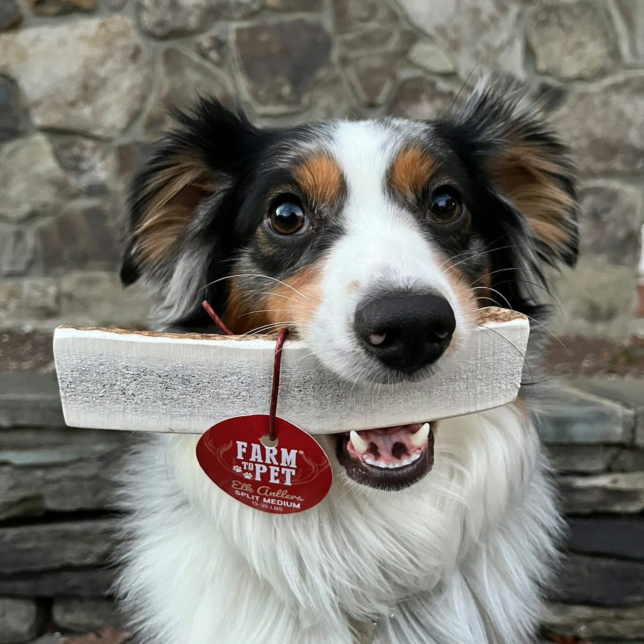 Elk Antler Dog Chews | All-Natural Whole and Split Elk Antler Chews | American sourced