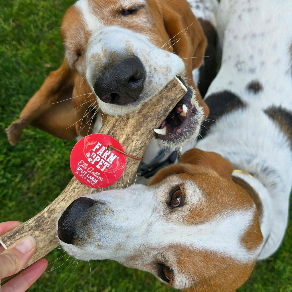 Elk Antler Dog Chews | All-Natural Whole and Split Elk Antler Chews | American sourced