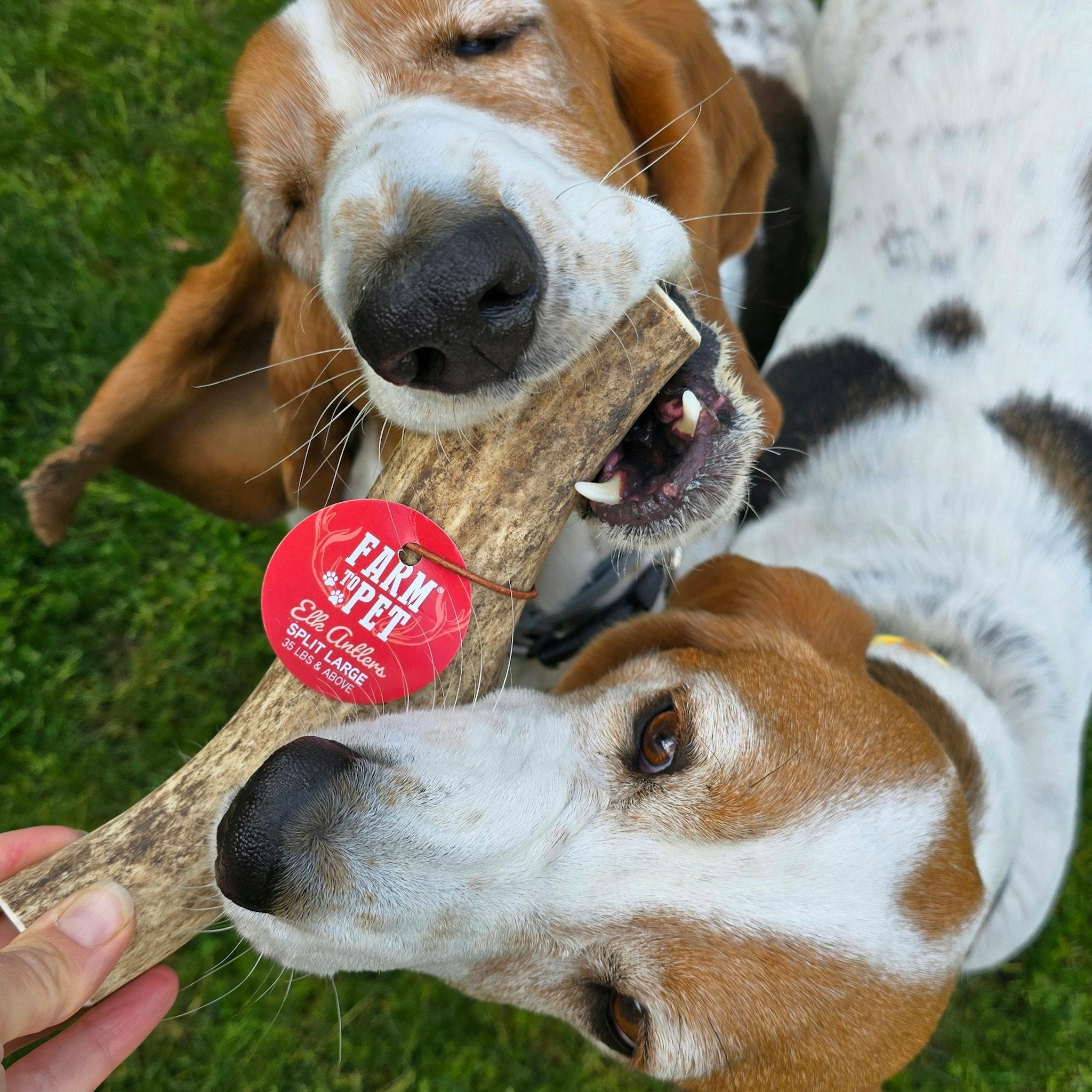 Elk Antler Dog Chews | All-Natural Whole and Split Elk Antler Chews | American sourced