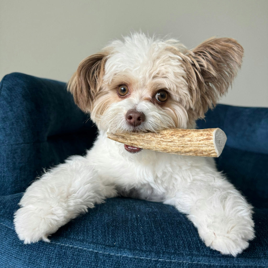 Elk Antler Dog Chews | All-Natural Whole and Split Elk Antler Chews | American sourced