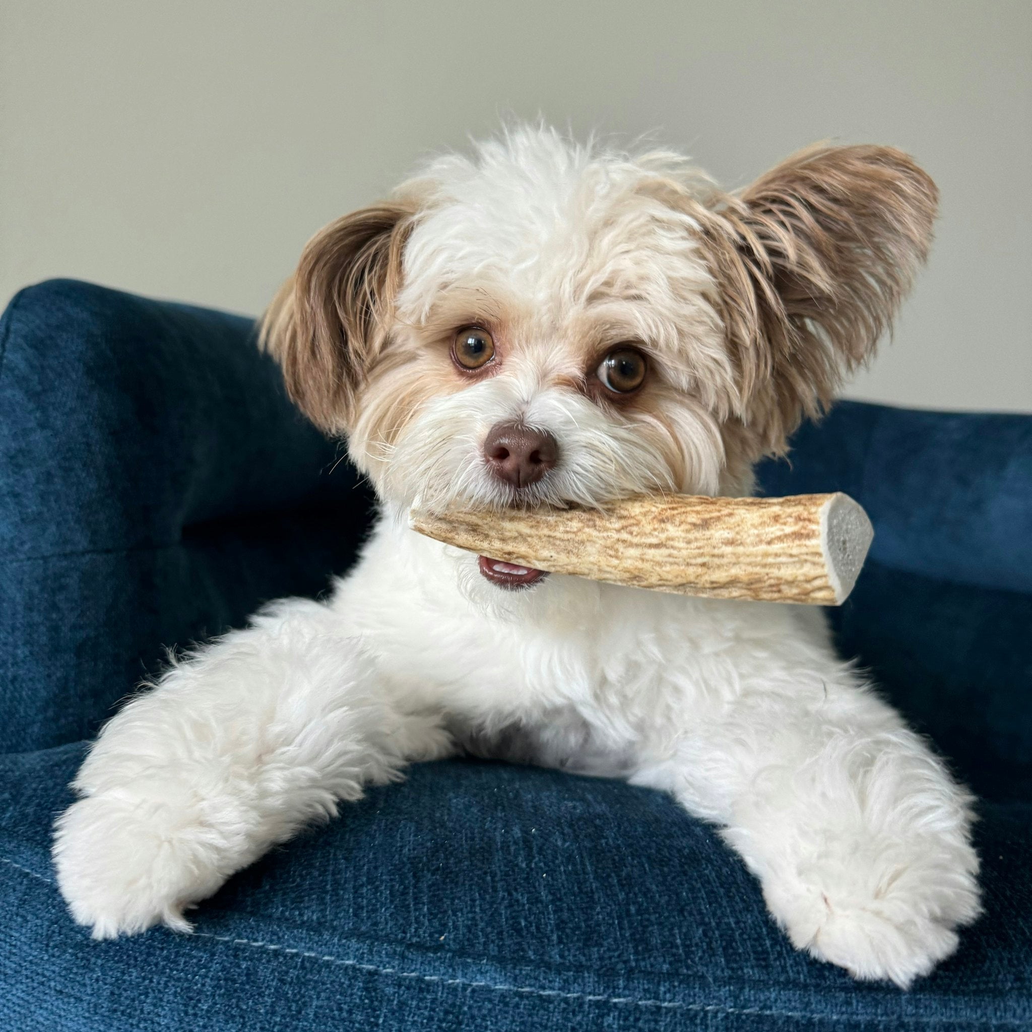 Elk Antler Dog Chews | All-Natural Whole and Split Elk Antler Chews | American sourced