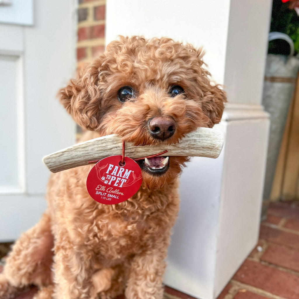 Elk Antler Dog Chews | All-Natural Whole and Split Elk Antler Chews | American sourced