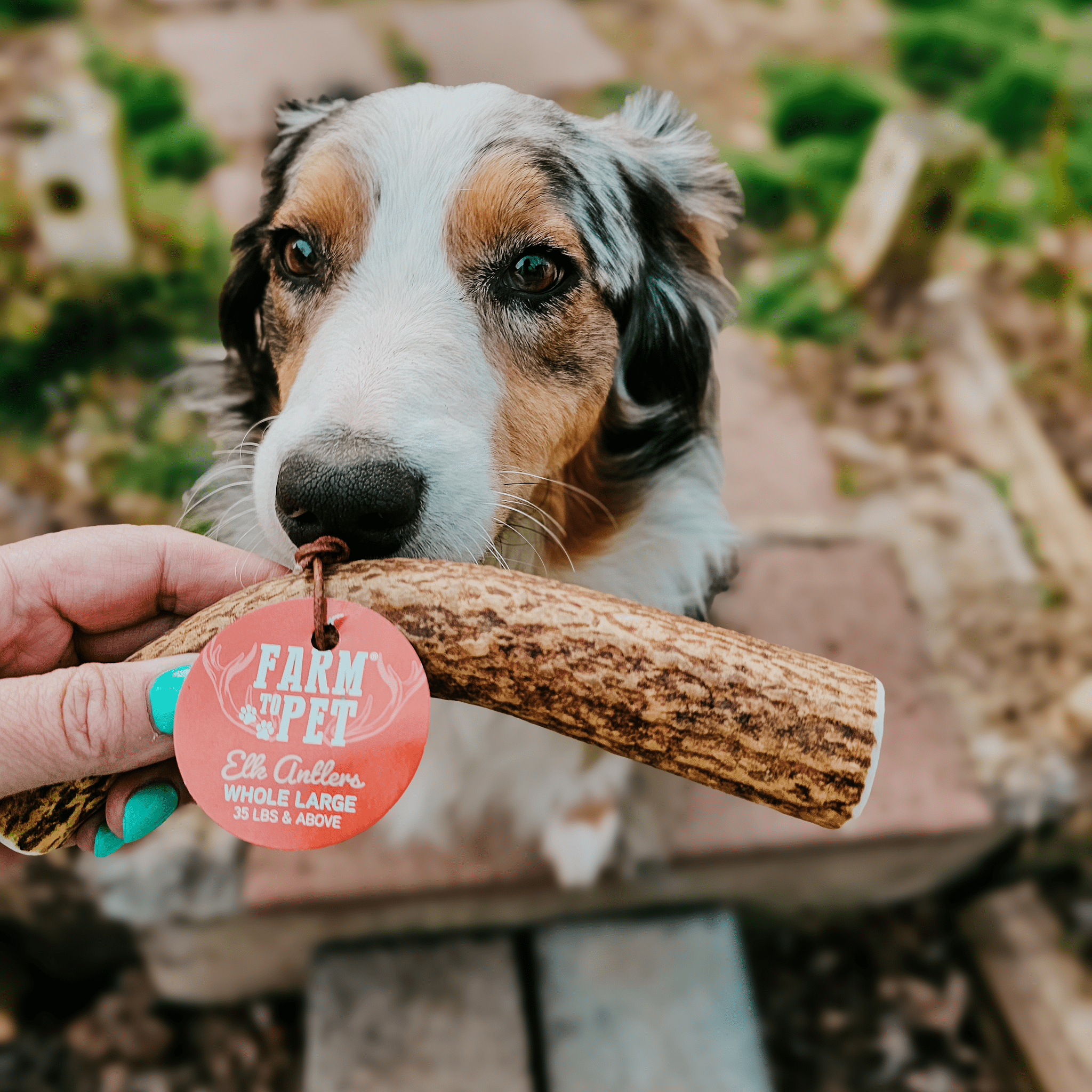 Elk Antler Dog Chews | All-Natural Whole and Split Elk Antler Chews | American sourced