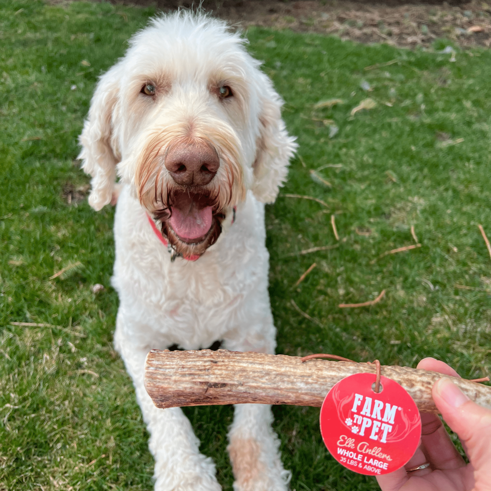 Elk Antler Dog Chews | All-Natural Whole and Split Elk Antler Chews | American sourced