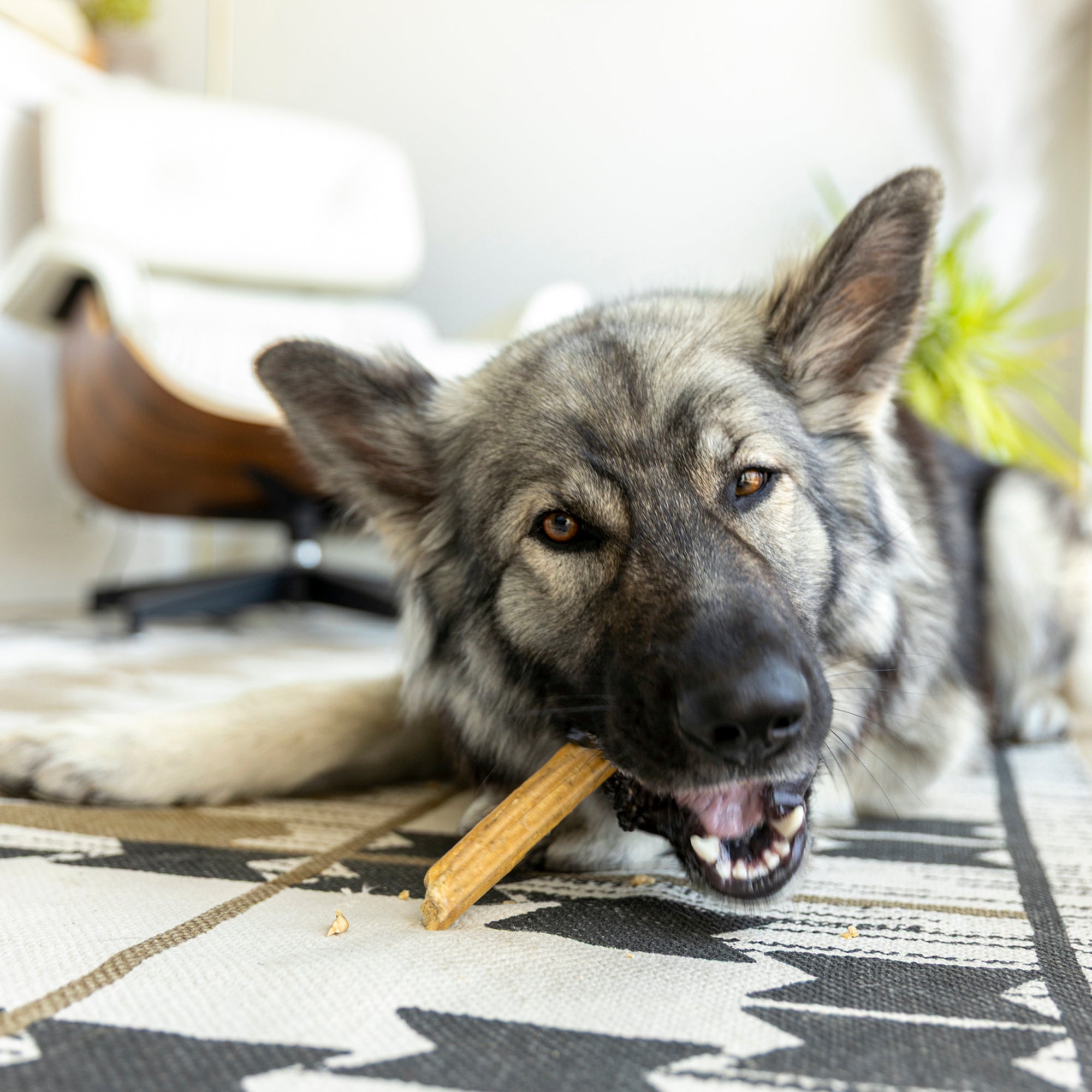 Dog Natural Dental Sticks Small