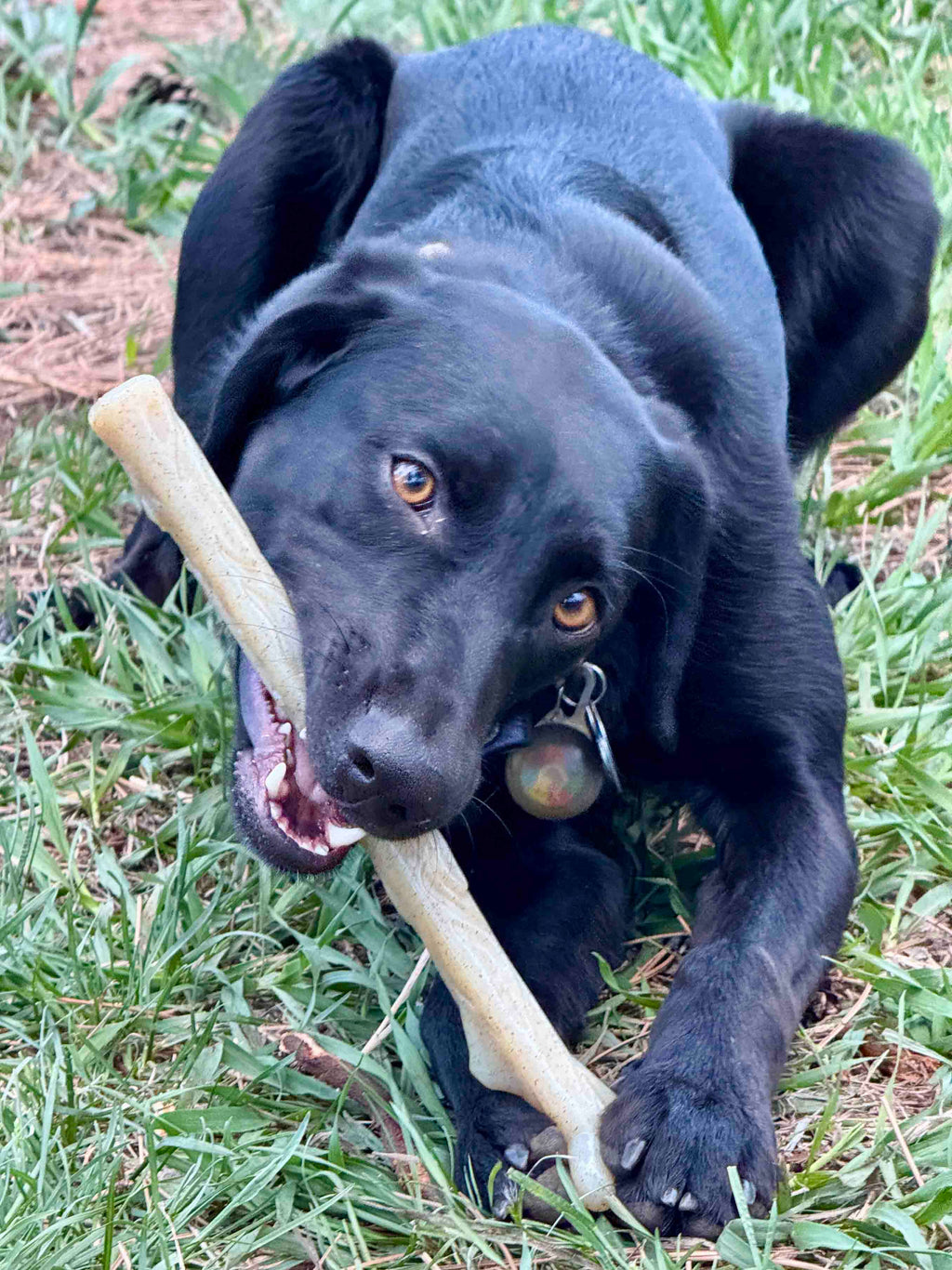 Chew Stick for Power Chewers | American made