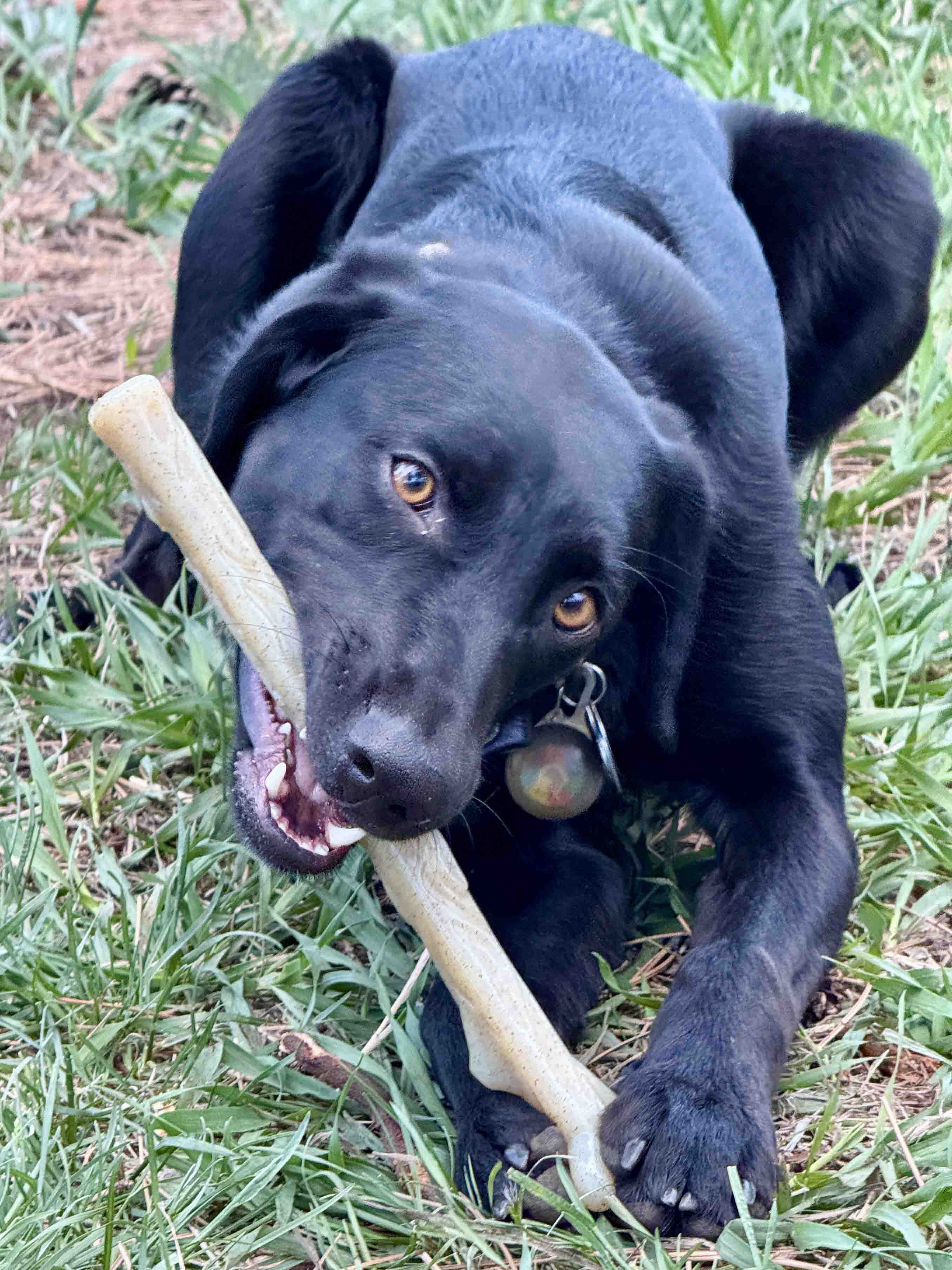 Chew Stick for Power Chewers | American made