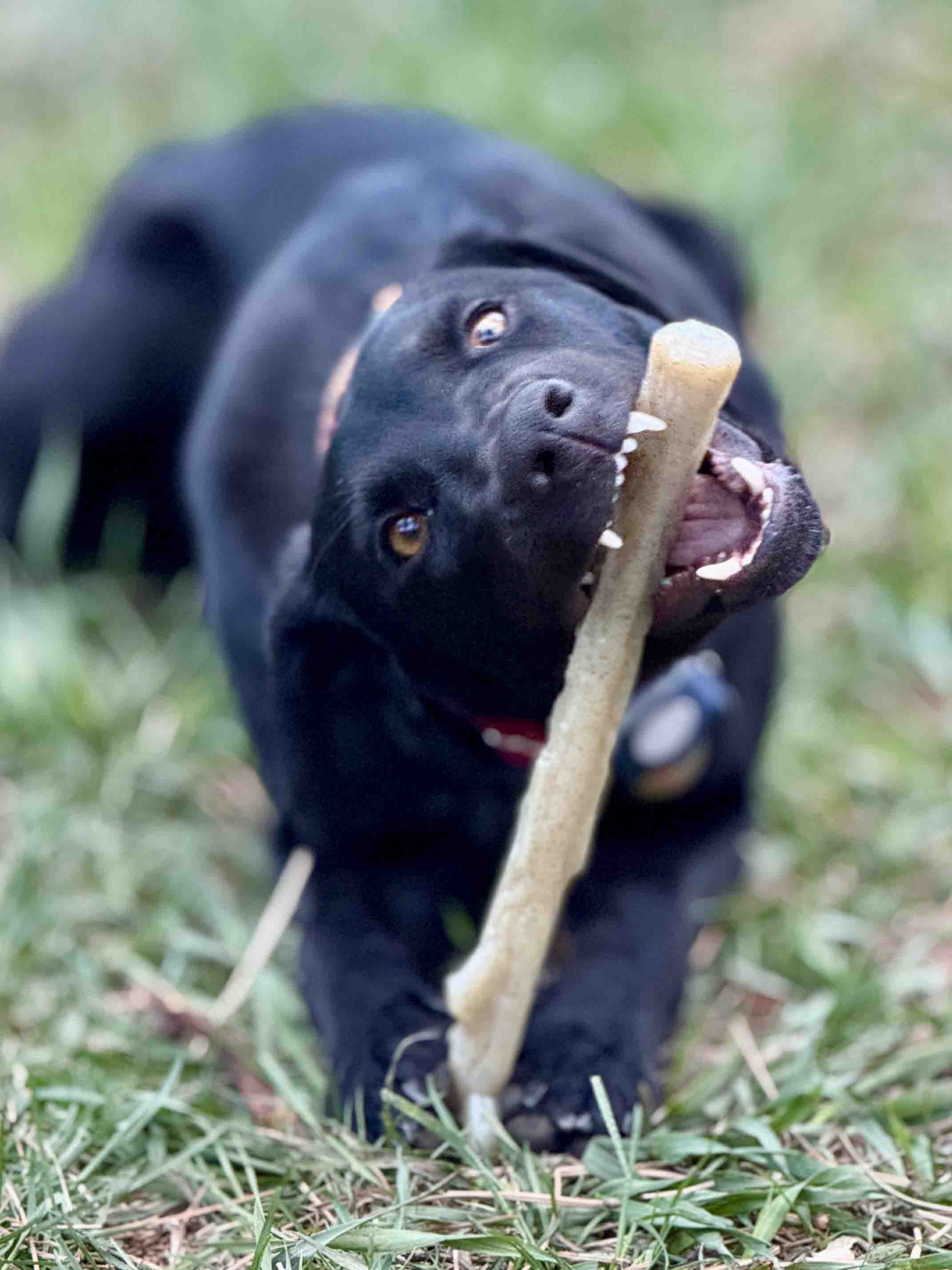 Chew Stick for Power Chewers | American made