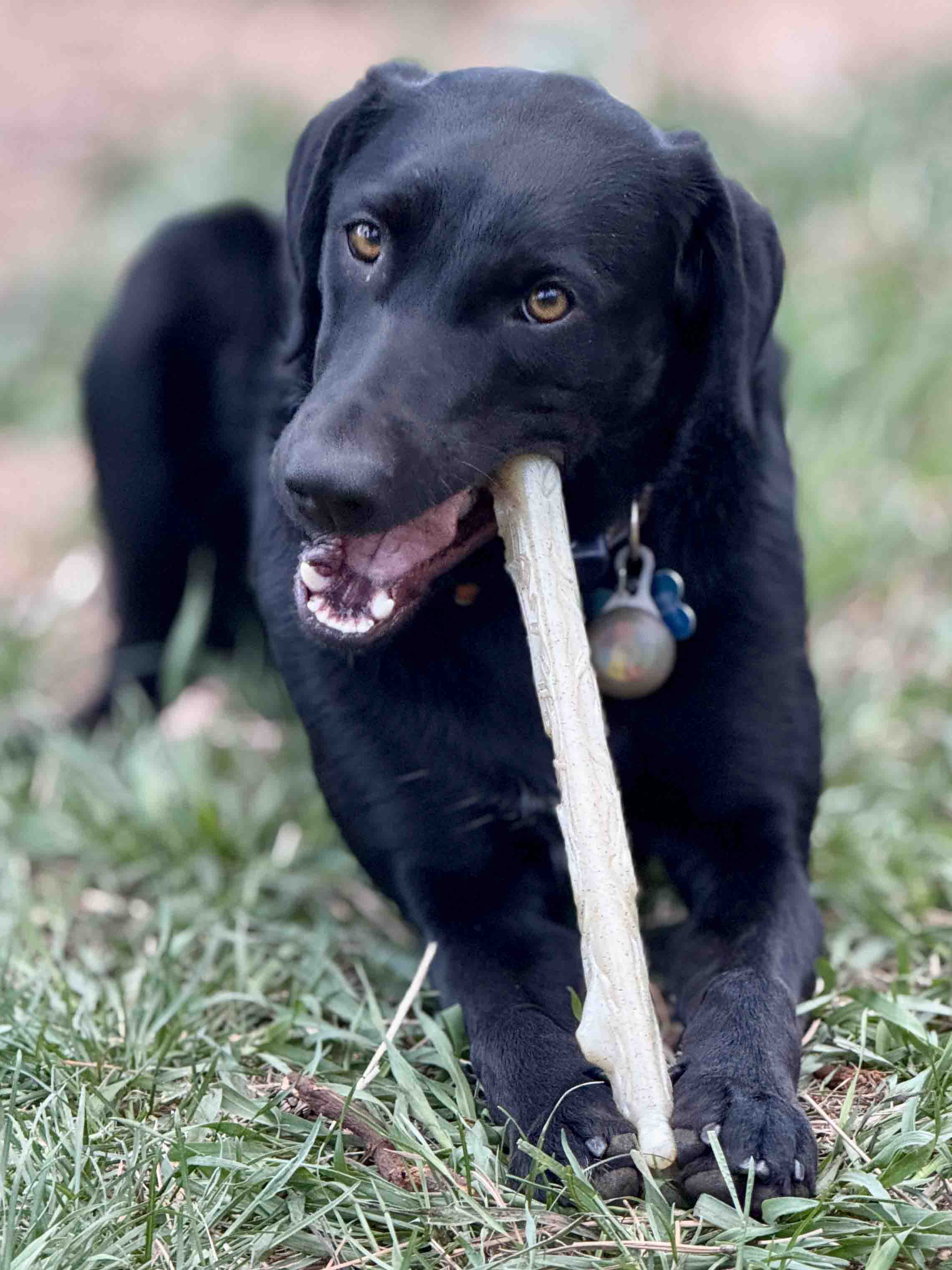 Chew Stick for Power Chewers | American made