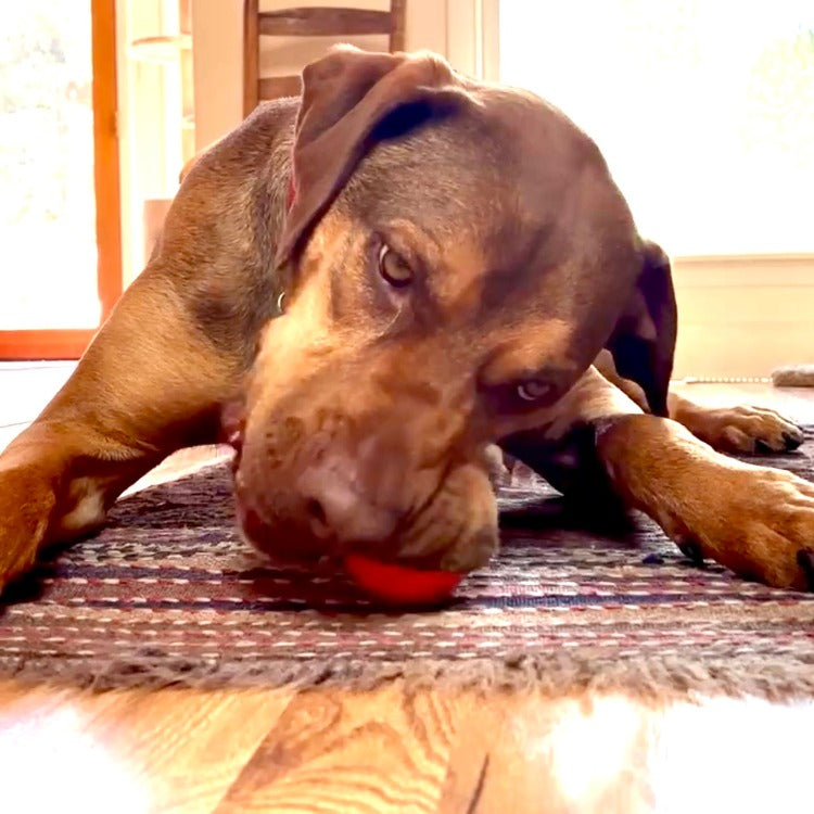 Squeaky Ball | American made