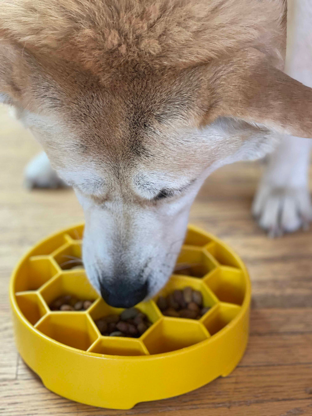 Honeycomb Slow Feeder Bowl| USA Made
