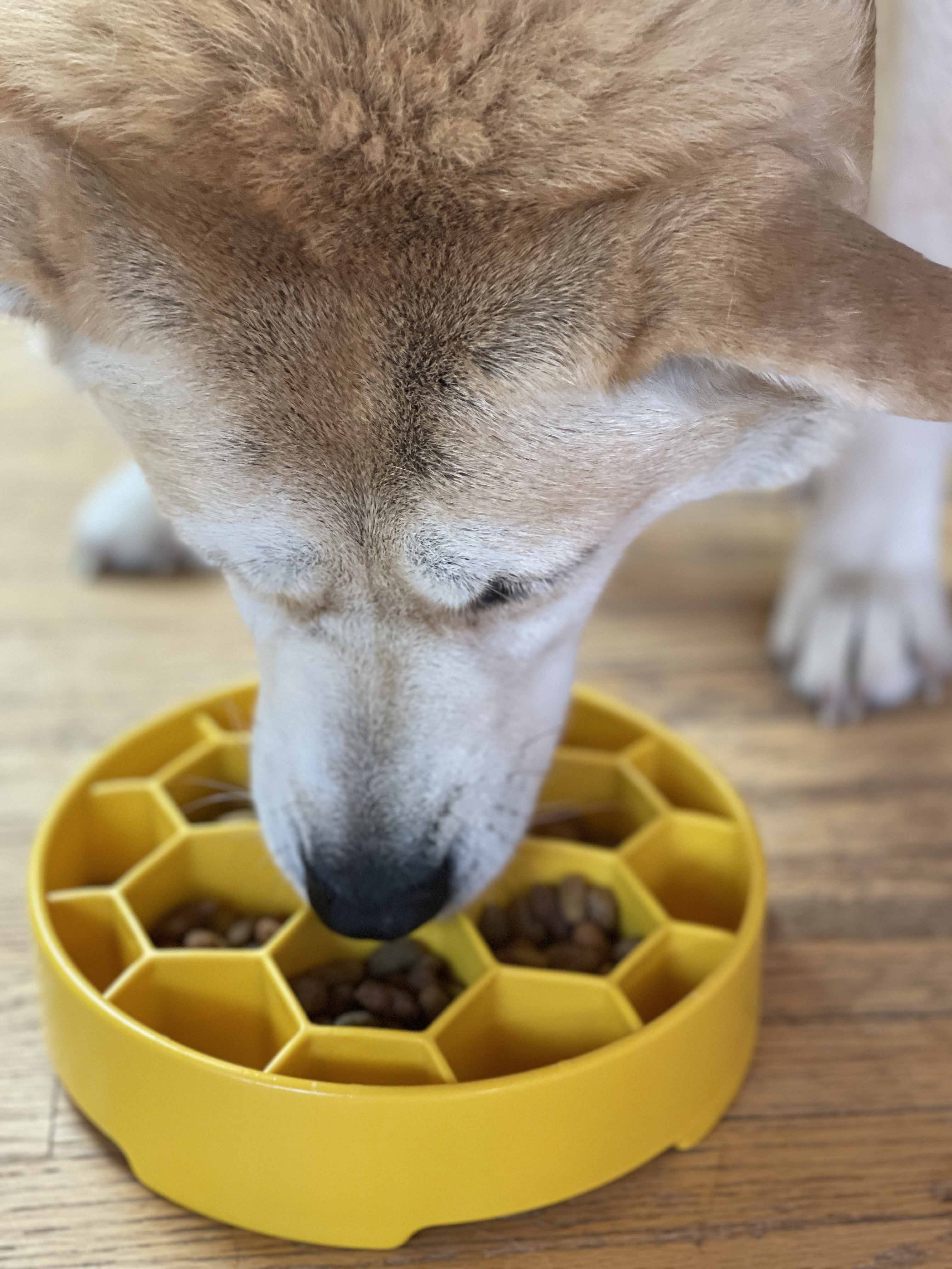 Honeycomb Slow Feeder Bowl| USA Made