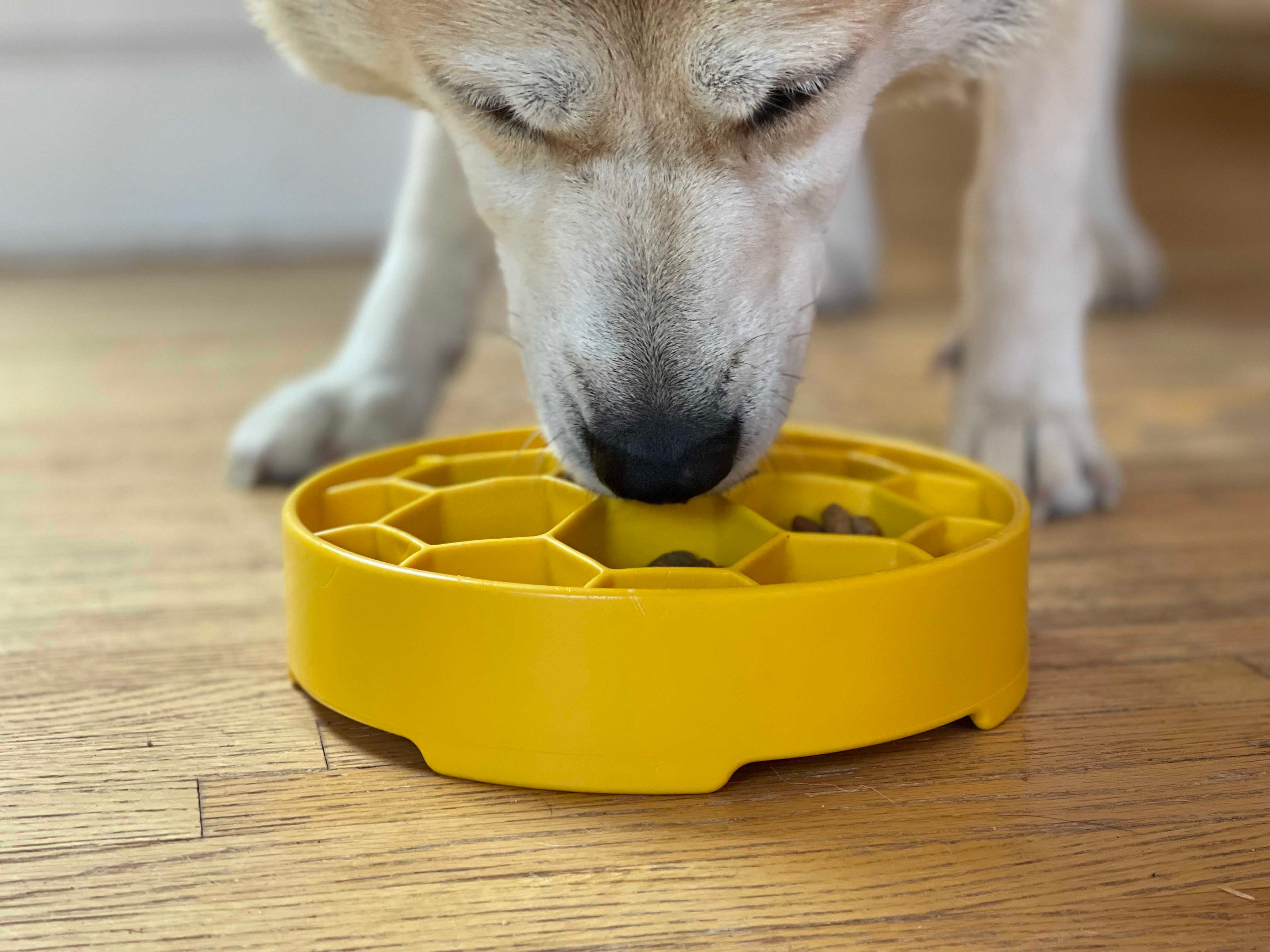 Honeycomb Slow Feeder Bowl| USA Made