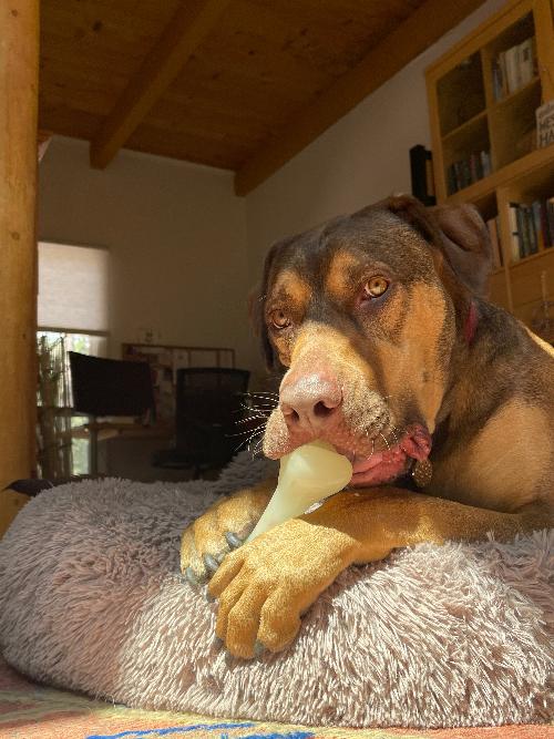 PUP-X Rubber Bone Dog Toy | American made