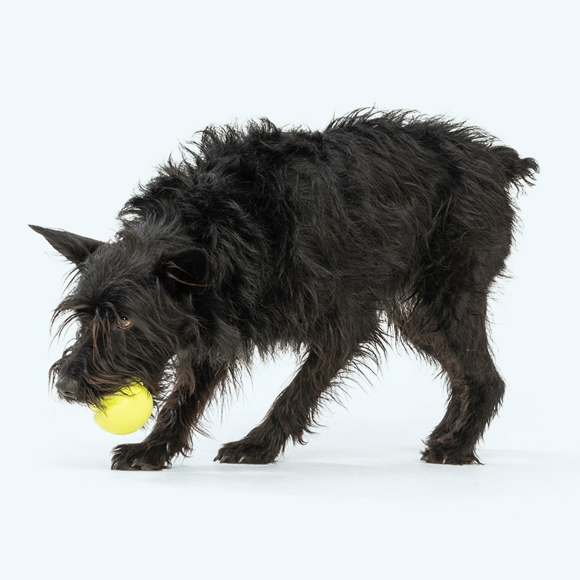 Jive Dog Ball | Erratic Bounce Fetch Toy, Tougher Than Tennis – West Paw